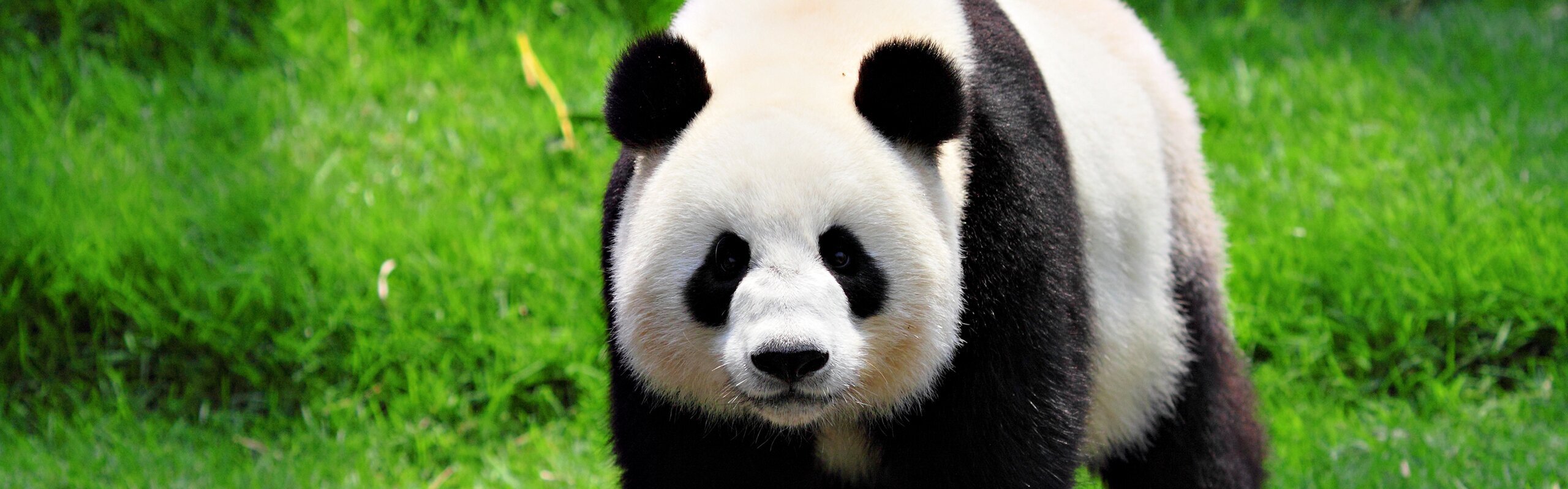 12-Day China Tour to Beijing, Xi'an, Chengdu, Guilin, and Shanghai
