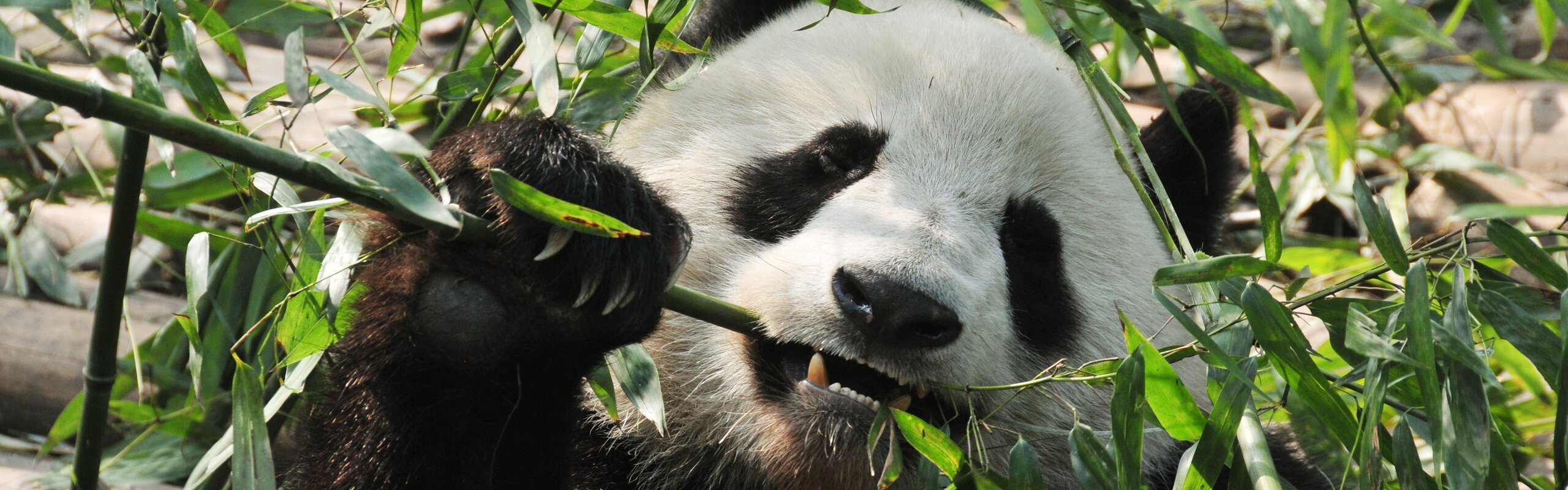 4-Day In-Depth Panda Tour to Wolong