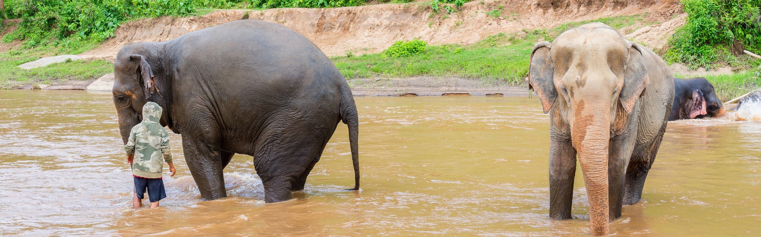 What to Expect for a Trip to Elephant Nature Park