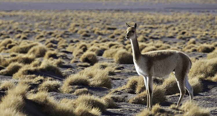Weather in peru in february