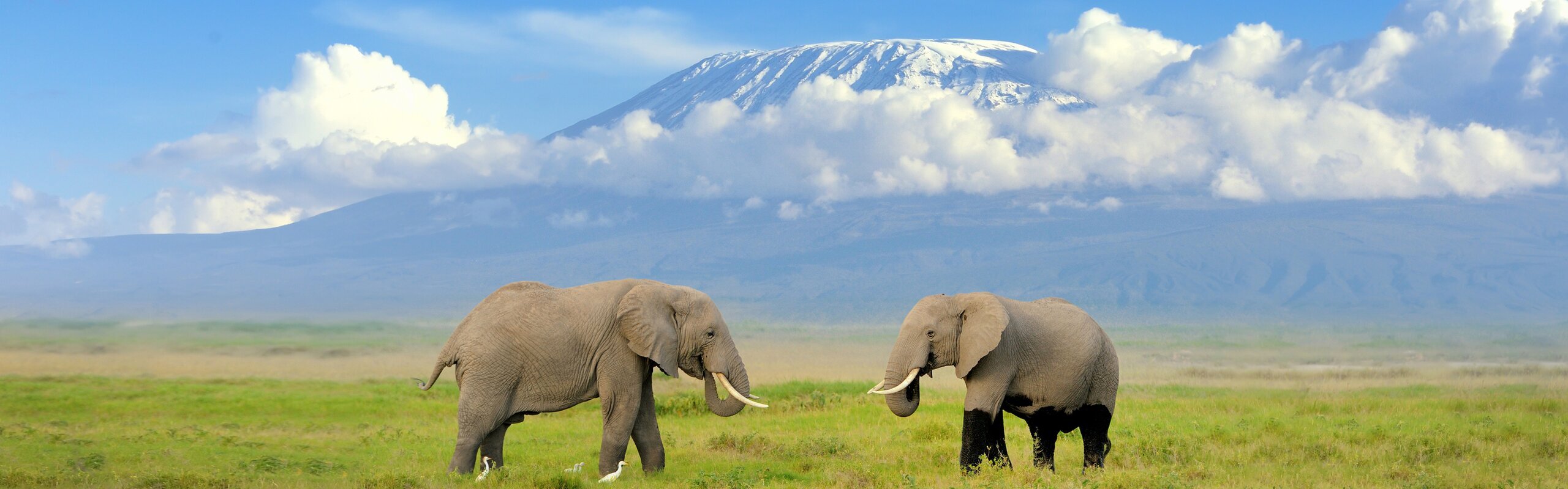 African Safari 2024/2025 | Witness the Big Five Live