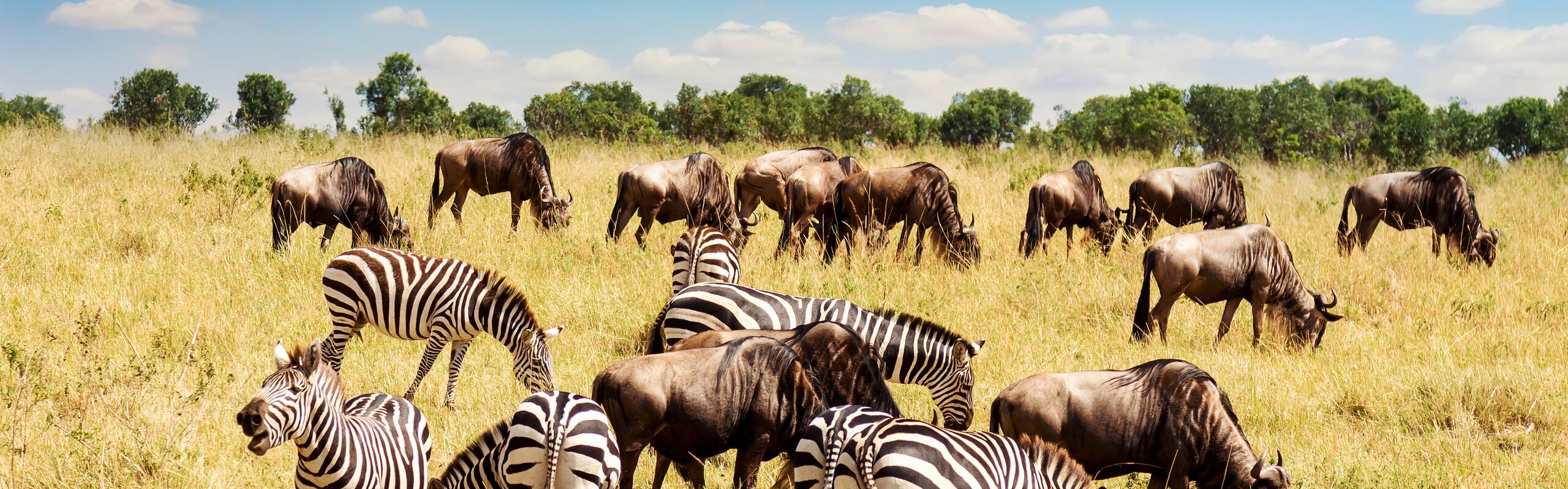 Kenya Weather in February 2025: Travel Tips for First-Timers