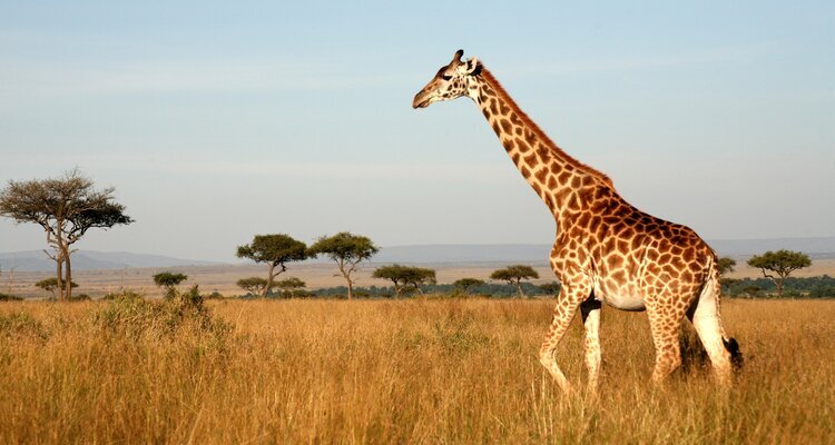 Best Month to Visit Kenya