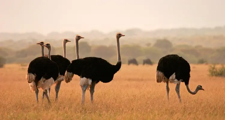 Marakele National Park