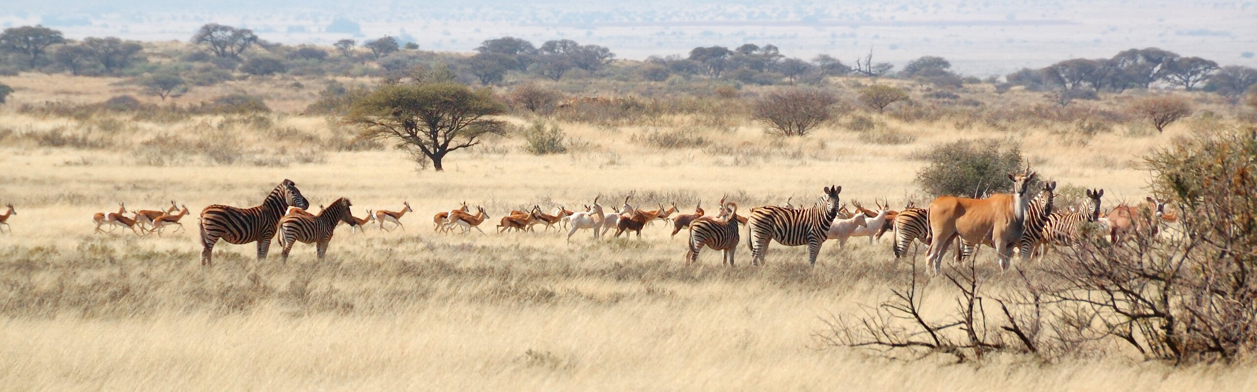 How to Choose the Right Safari Destination in South Africa 2025