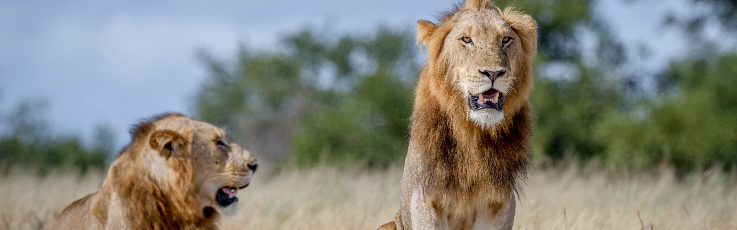 How to Plan an Incredible Family Trip to South Africa in 2025
