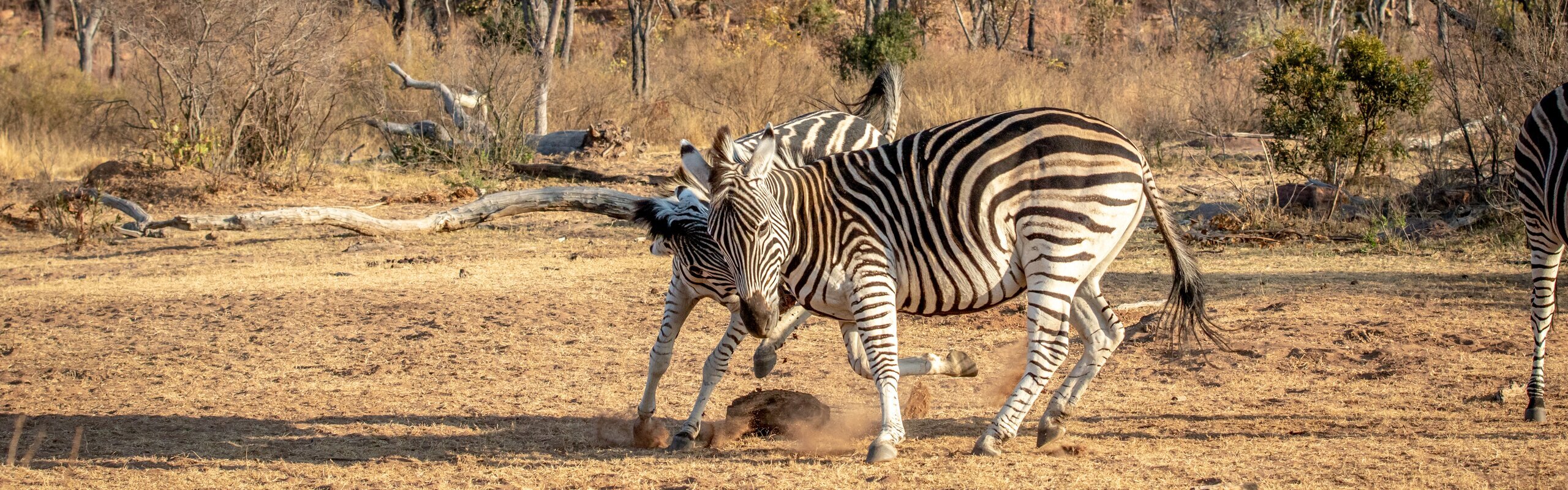 Best & Worst Times to Visit South Africa 2024/2025 for Safaris, Beaches...