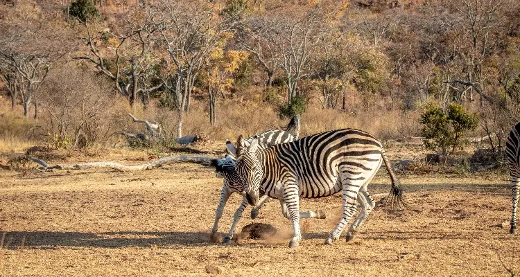 south africa safari