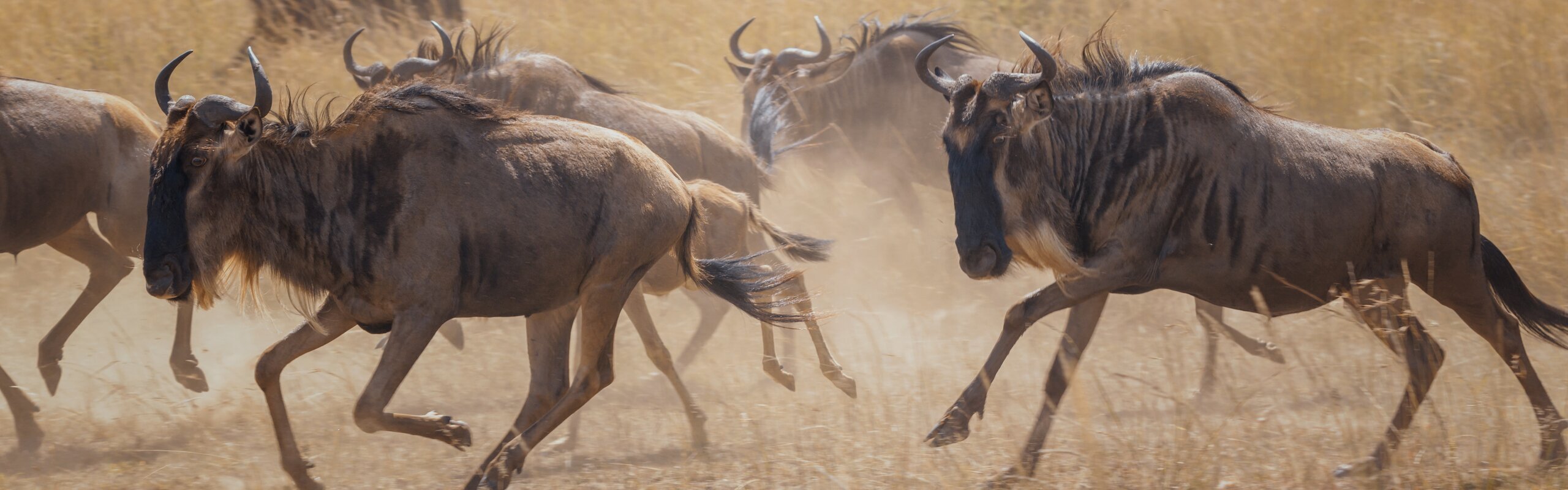 How to Plan a Thrilling Safari Trip to Kenya