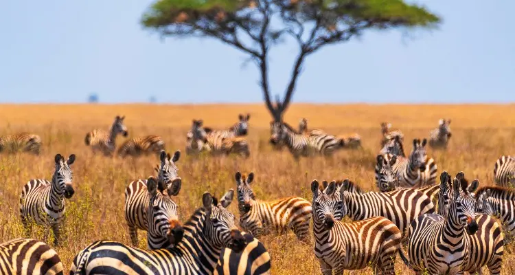 Masai Mara game drives