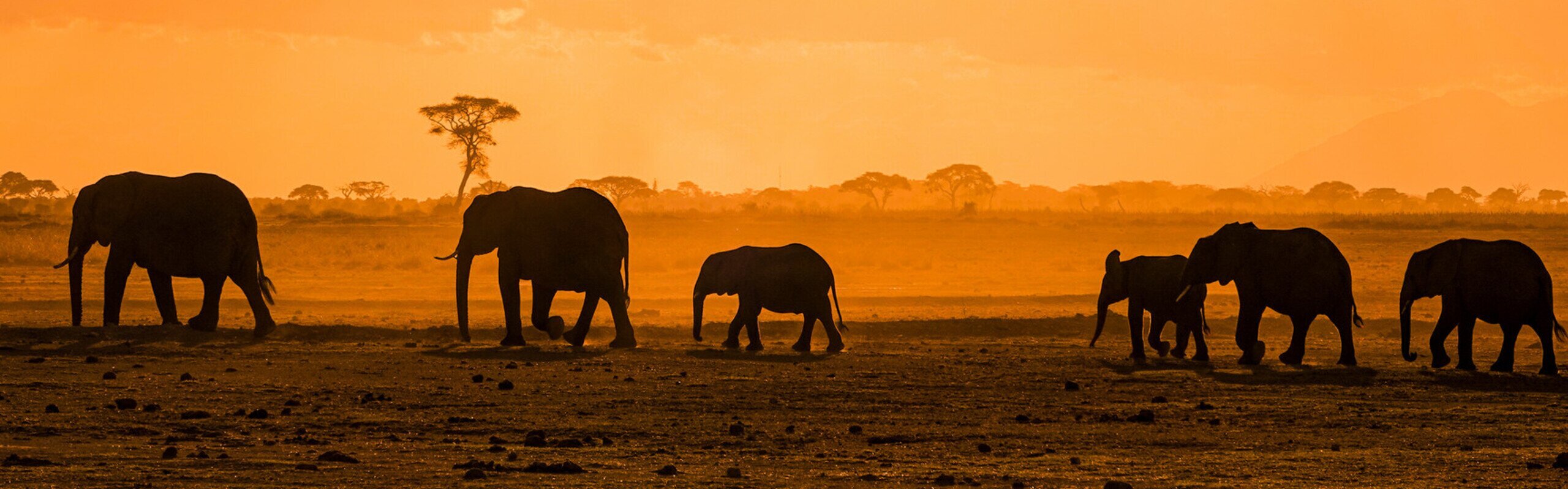 How Much Does a South African Safari Cost?