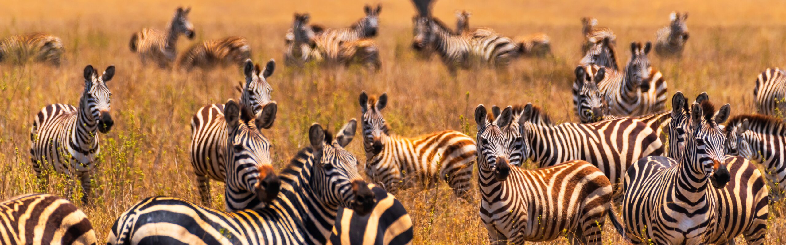 How Long Should You Spend in South Africa? - Itinerary Ideas from 1-2 Weeks