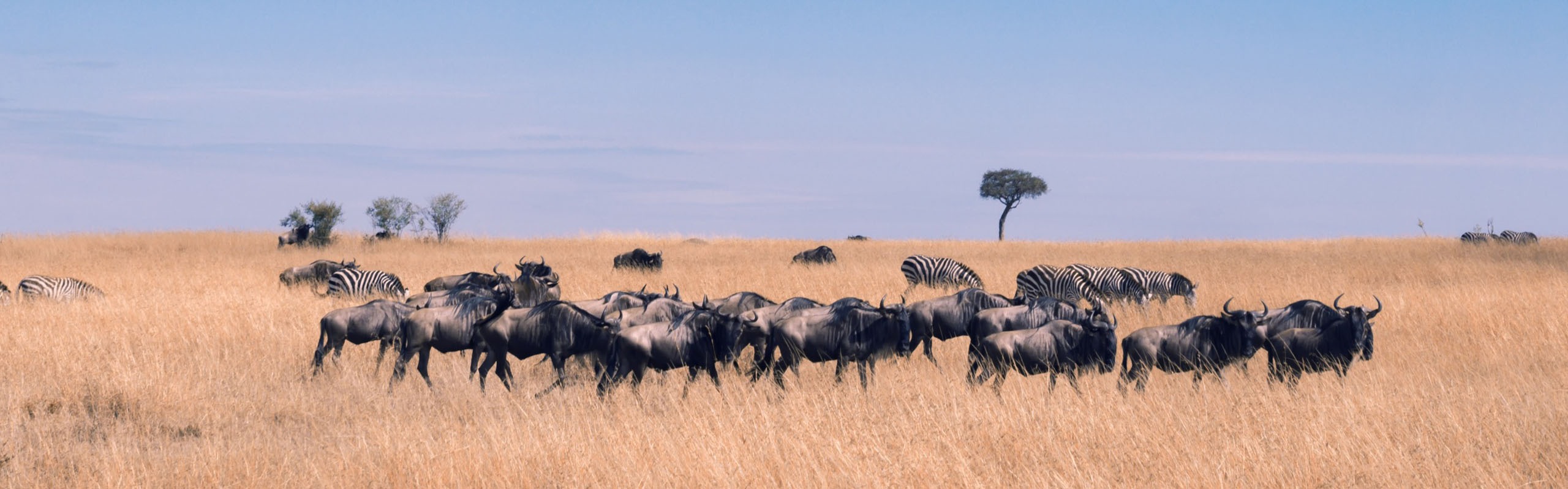 How to Plan a Lifetime Trip to Kenya in 5 Easy Steps