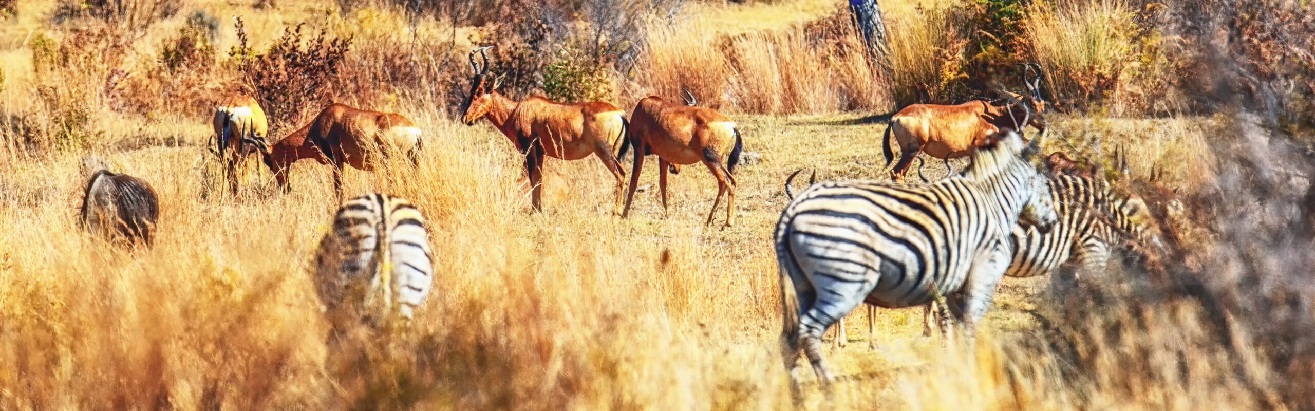 10 Days in South Africa: 5 Incredible Itineraries for First-Timers 2025