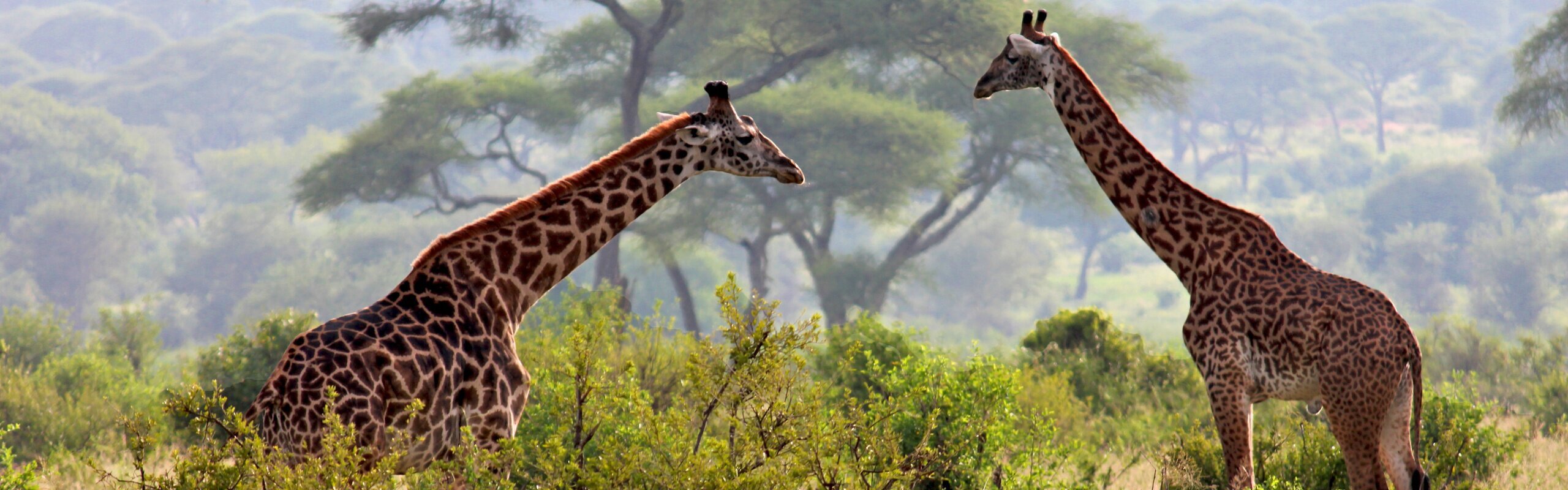 2 Weeks in Tanzania: 3 Top Itineraries for First-Timers