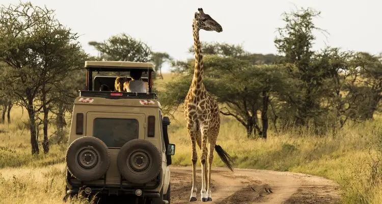 game drive in Tanzania