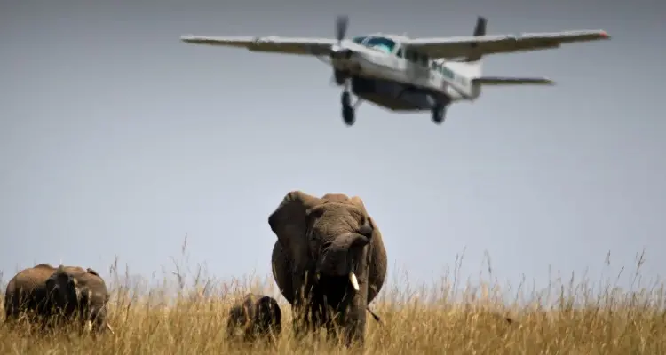 fly-in safari