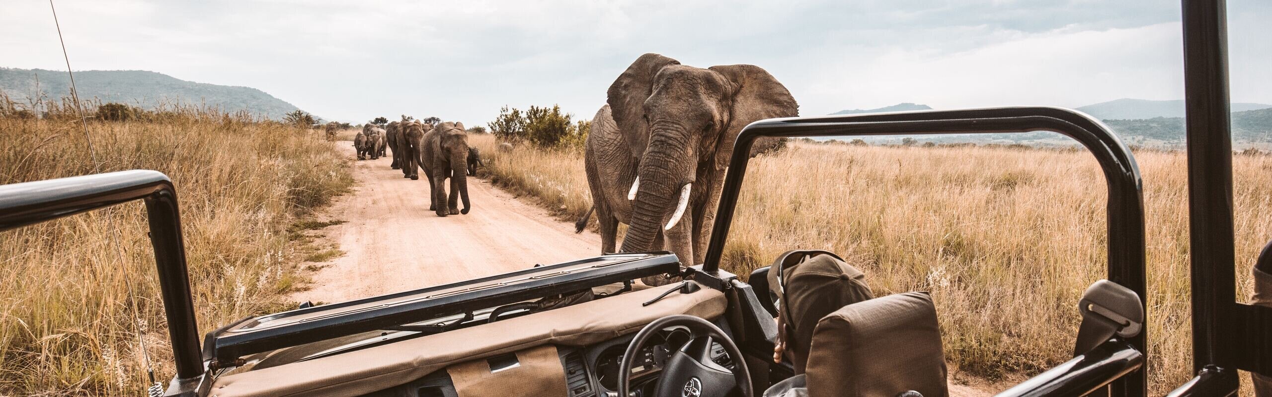 African Safari Travel Guide: Customize  a Personalized Trip