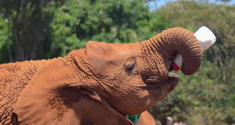elephant orphanage