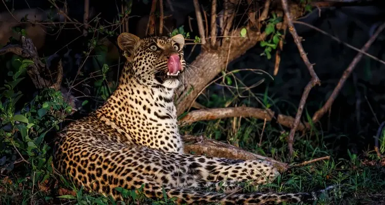 night safari