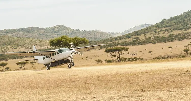 fly in safari