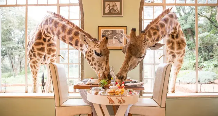 Giraffe Manor