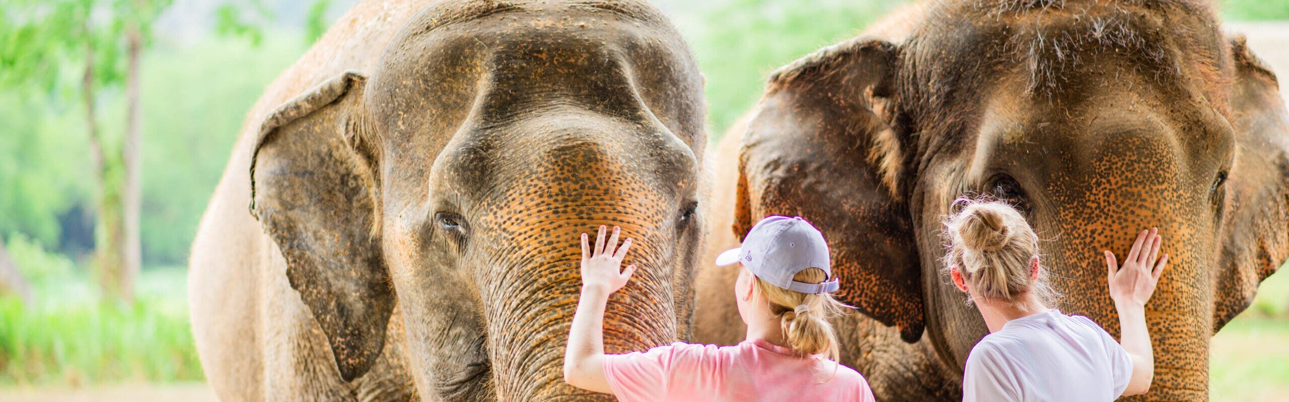 Choosing the Best Elephant Sanctuary Near Bangkok: Kanchanaburi vs. Pattaya?