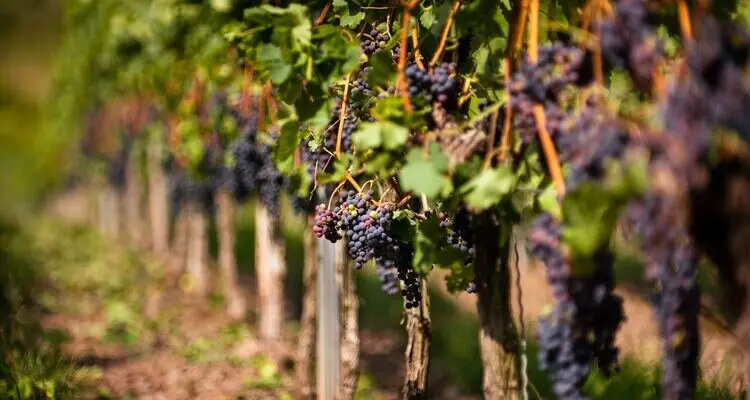 Vineyard