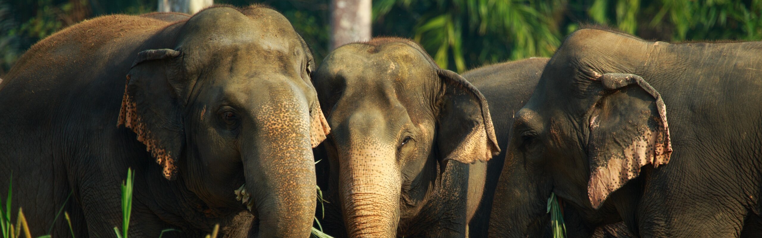 22 Fascinating Facts about Thai Elephants