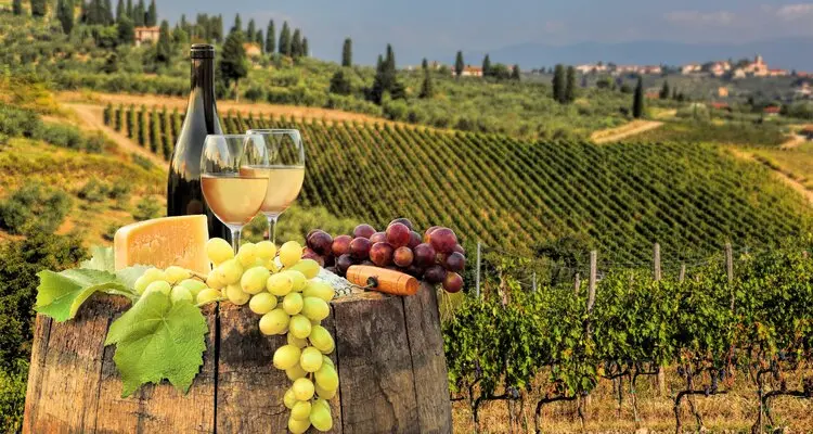White wine with barrel on vineyard in Chianti
