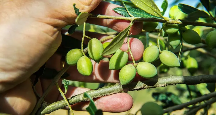 olive tasting