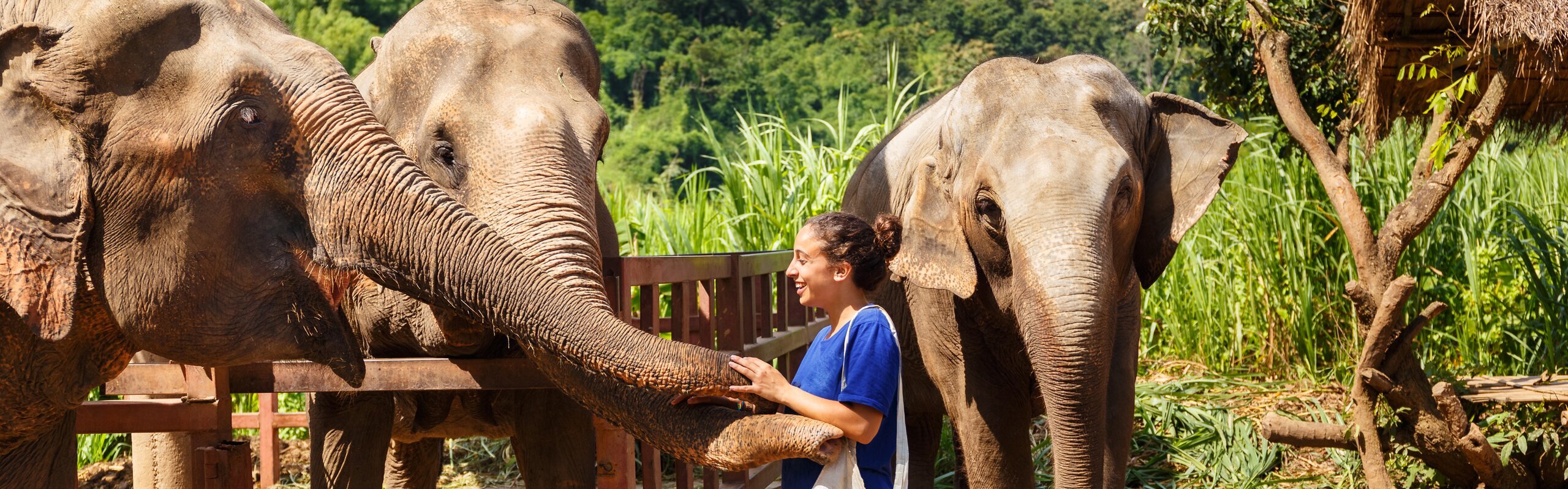 Elephant Sanctuaries in Koh Samui: Worth a Visit? Top Picks? Find Out!