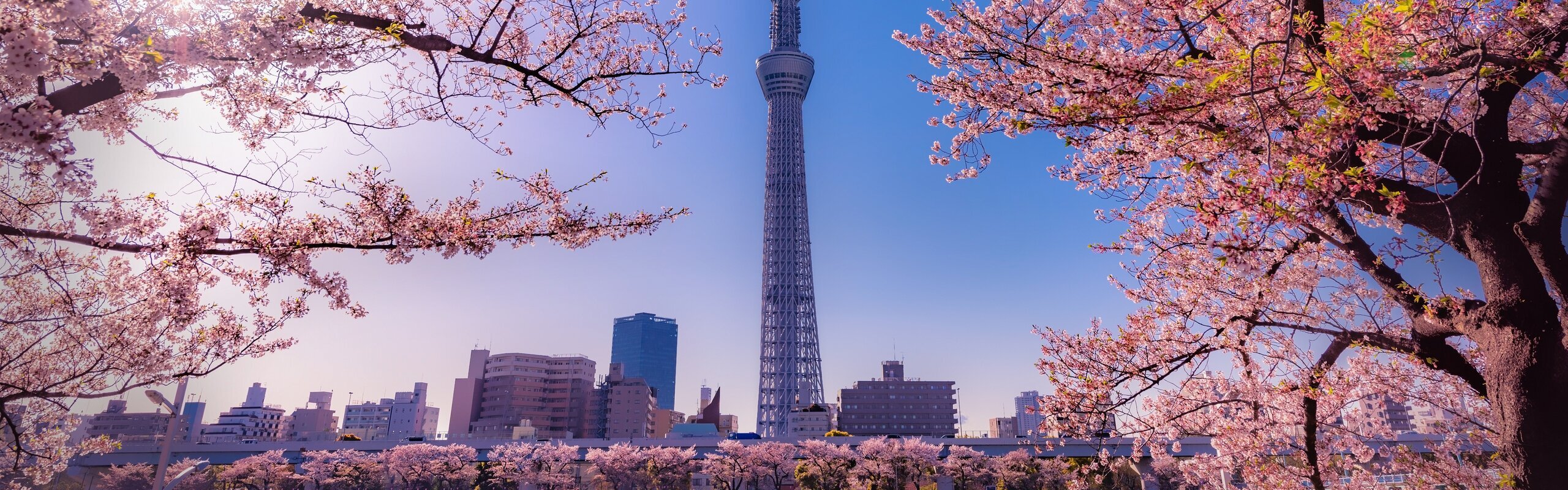 5-Day Tokyo Highlights Tour