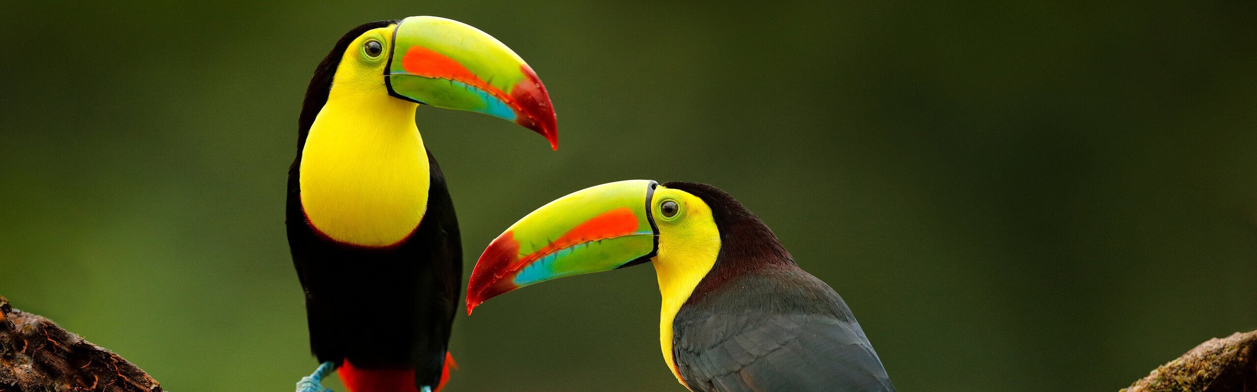 Costa Rica Weather in October 2025: Green and Rainy