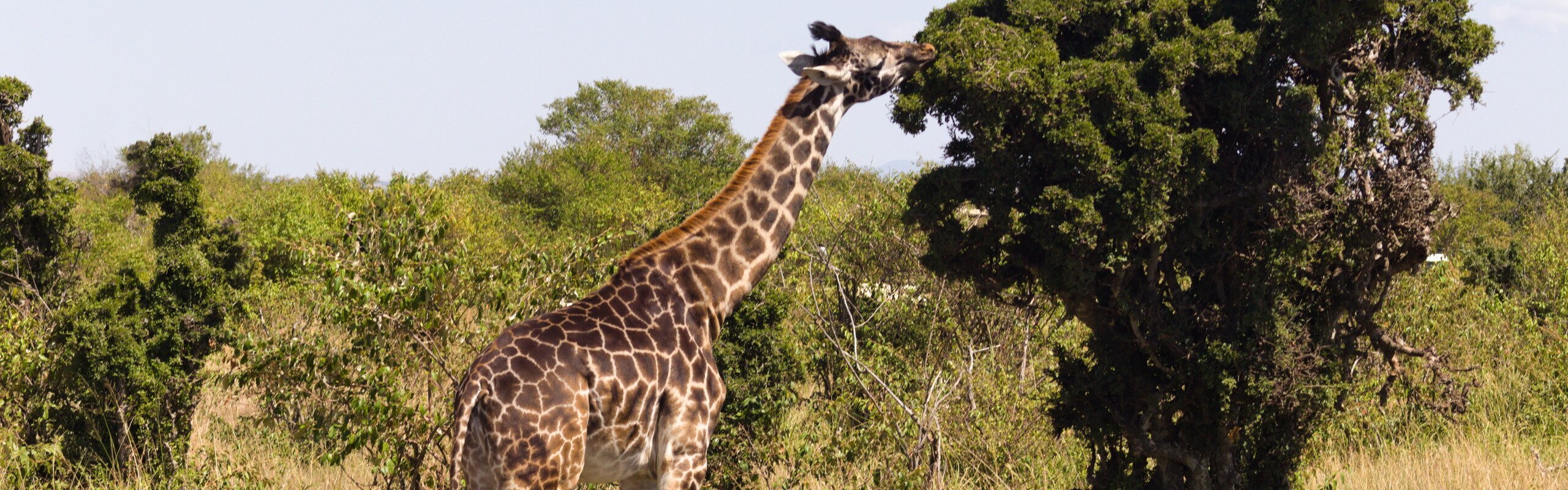 Kenya Weather in April 2025: Travel Tips for First-Timers